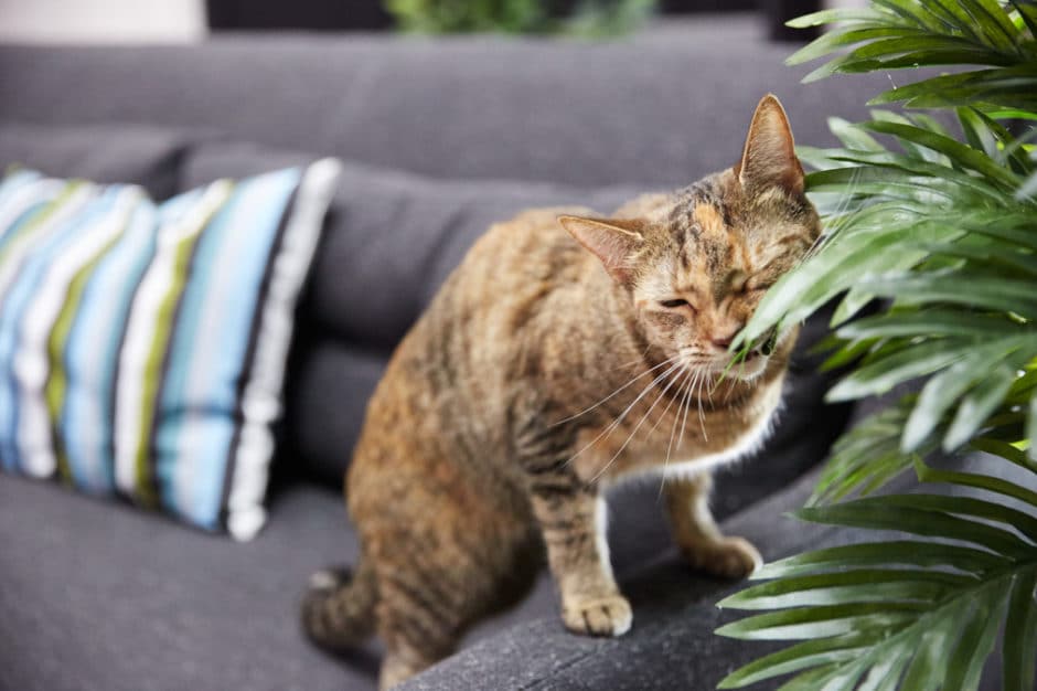 Cat Allergy Medicine What Can I Give My Cat for Allergies? BeChewy