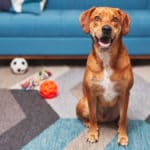 8 Games for Dogs to Play Inside When It’s Hot Out