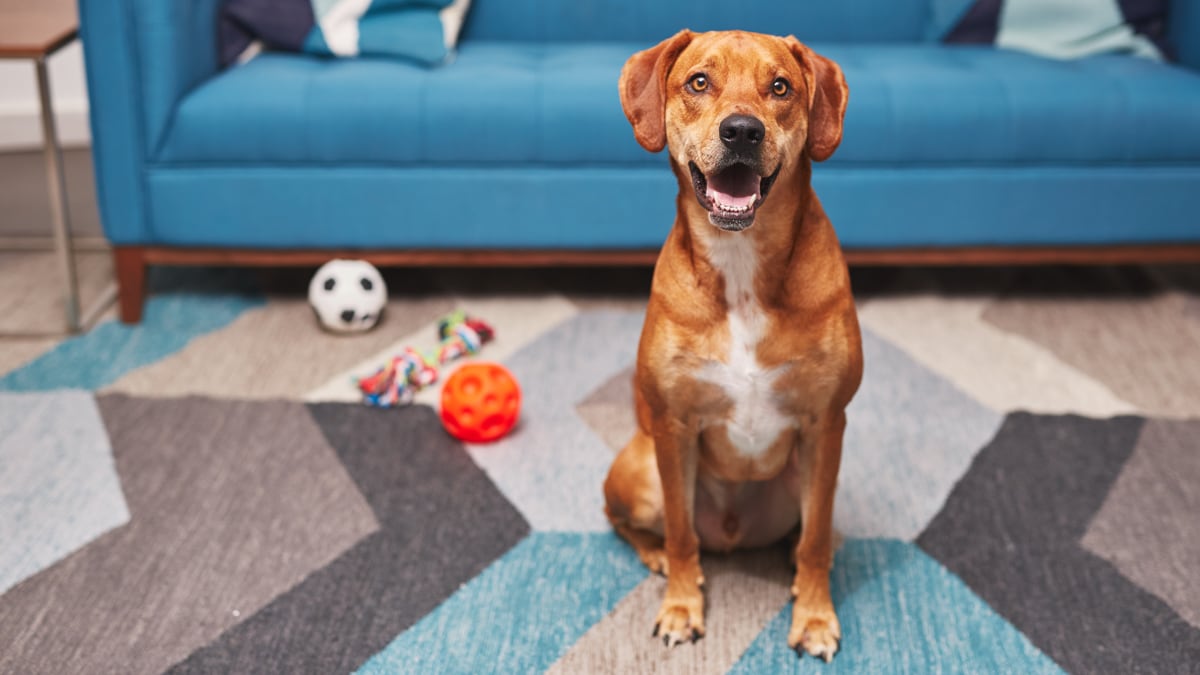 8 Indoor Dog Enrichment Toys for Scorching Hot Days – LifeSavvy