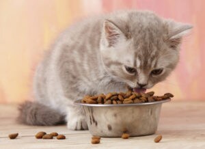 how long do i feed kitten food
