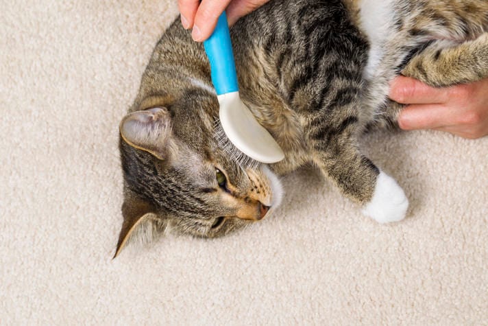 How To Manage Your Young Cat's Shedding | BeChewy