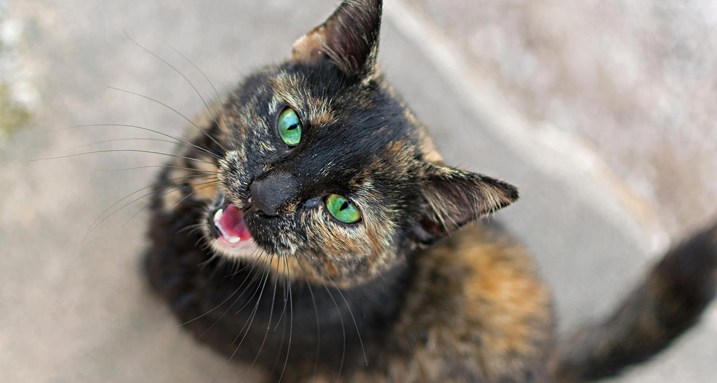 Cat Meowing: What Does it Mean? - Veterinary Medical Center of St