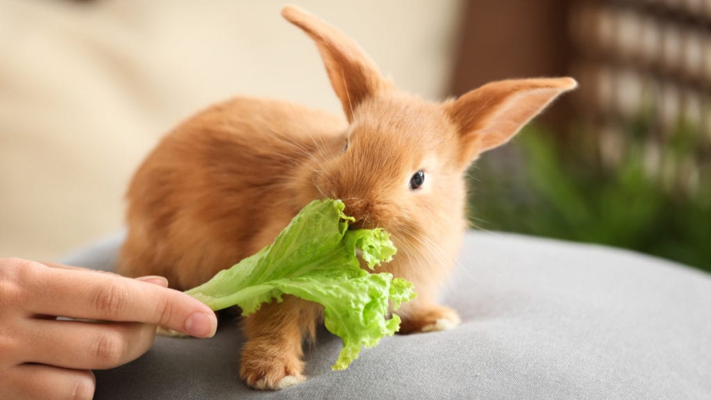 bunny eating food at kitchen table