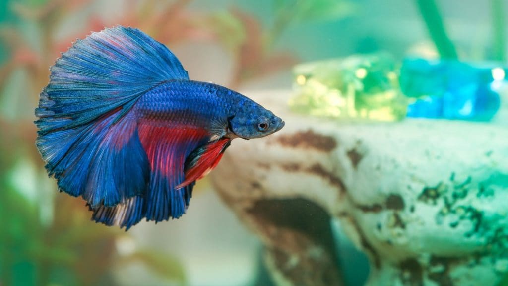 Common 2024 betta fish