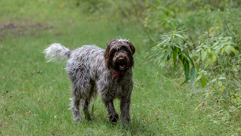 Dog breeds that dig wirehaired pointing griffon is having fun outside
