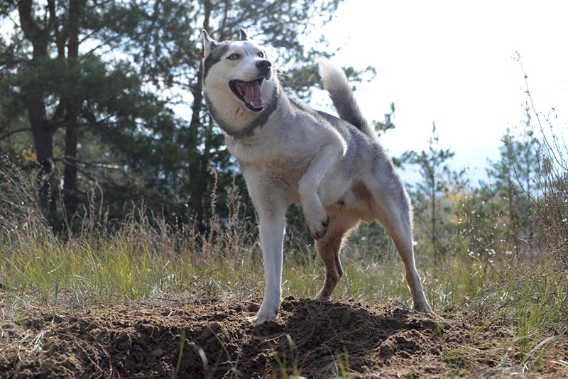 Siberian Husky dog breeds that like to dig