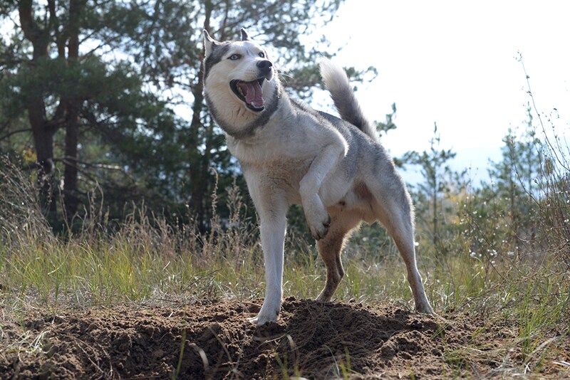 What Breed Of Dog Digs Holes