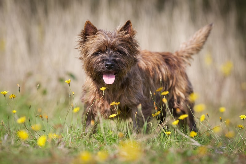 Dog breeds that like to dig Cairn Terrier