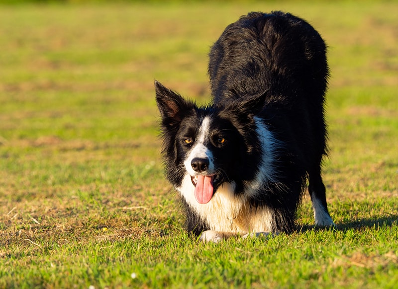 Border Collie dog breeds that like to dig