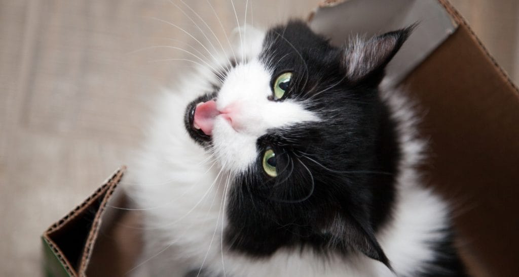 What's that meow? Decoding different cat sounds and what they mean