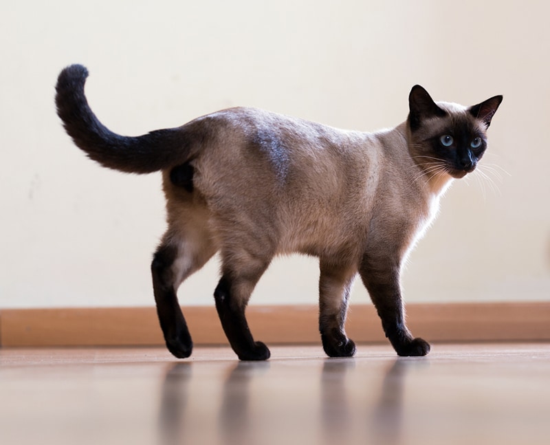 Most trainable hot sale cat breeds