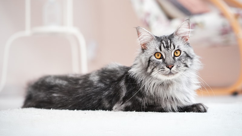 Obedient store cat breeds