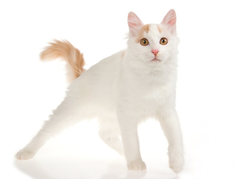 Trainable hot sale cat breeds