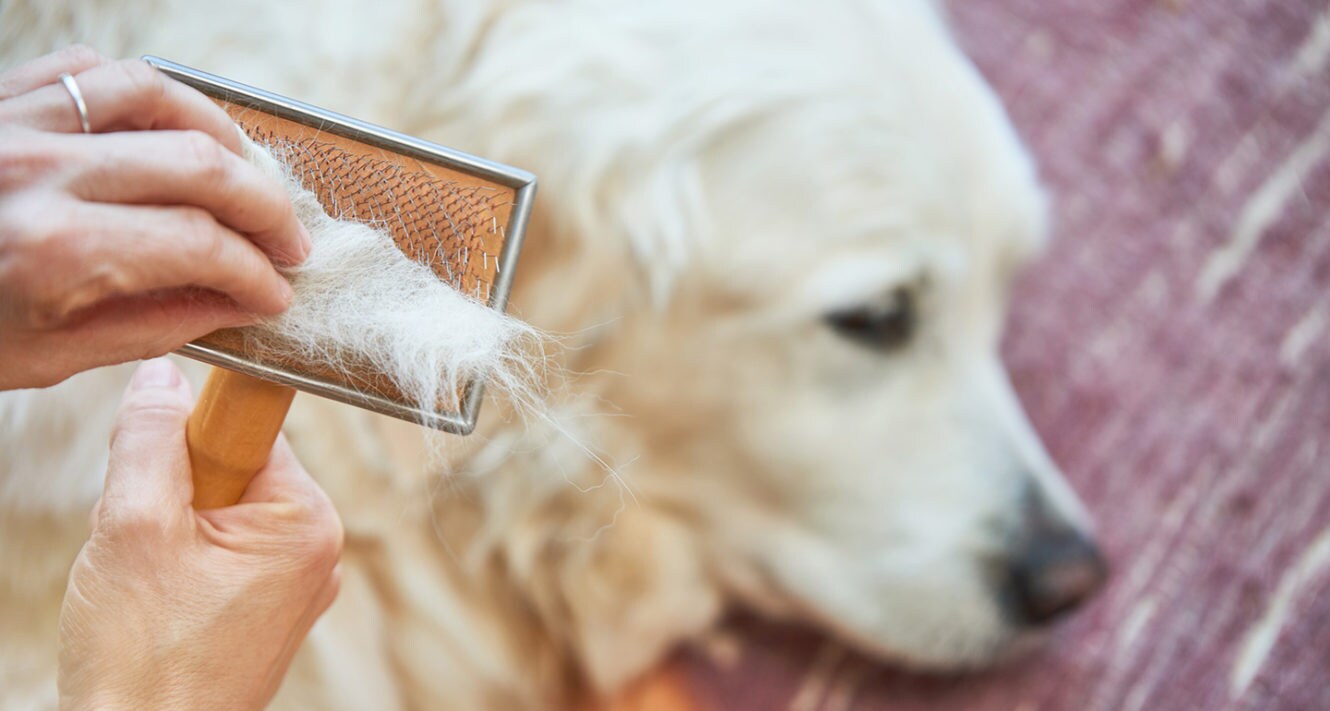 Hair shedding in dogs, Causes and Cures