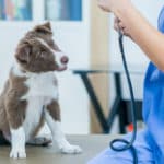 Puppy’s First Vet Visit: What to Expect, Checklist and Tips
