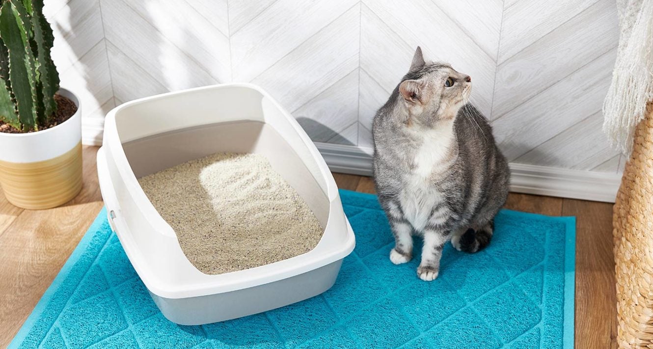 How much litter do i put in a litter box What To Do When Your Senior Cat Is Not Using The Litter Box