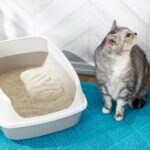 old cat stopped using litter box