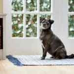 What Causes Old Dog Diarrhea? And How Do I Treat It?