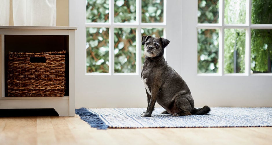 Old Dog Diarrhea Causes, Treatment, and More BeChewy