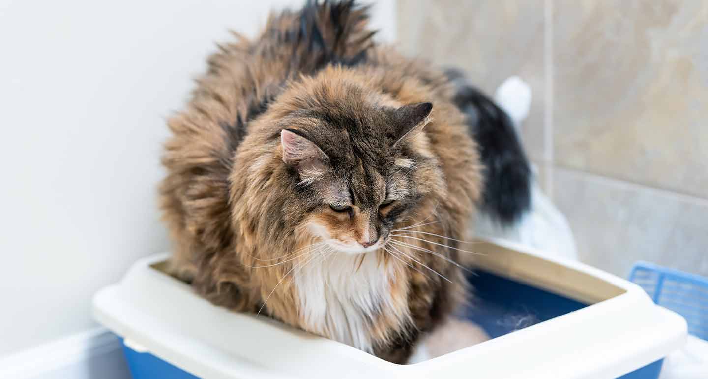 old-cat-diarrhea-causes-and-treatment-for-diarrhea-in-senior-cats