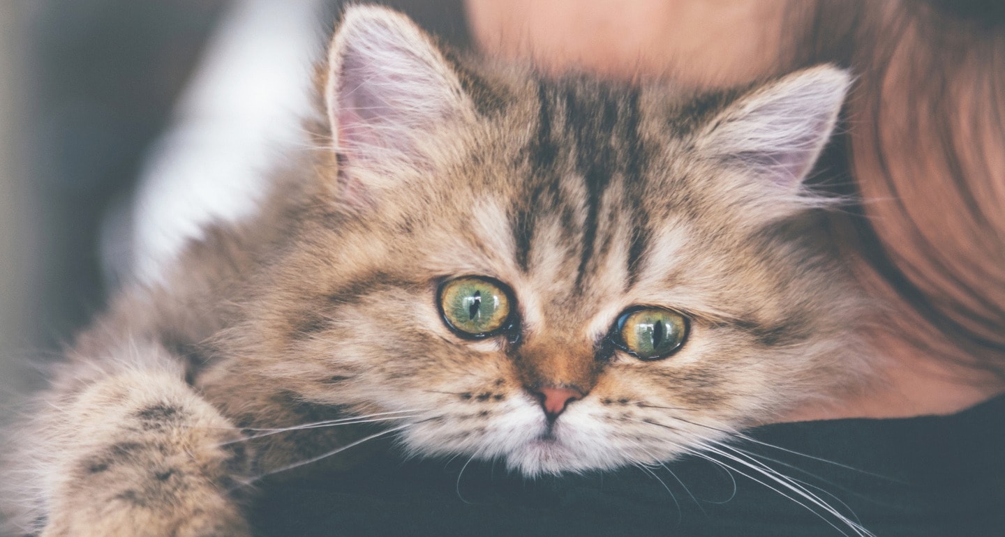 Dealing With Kitten Diarrhea | BeChewy