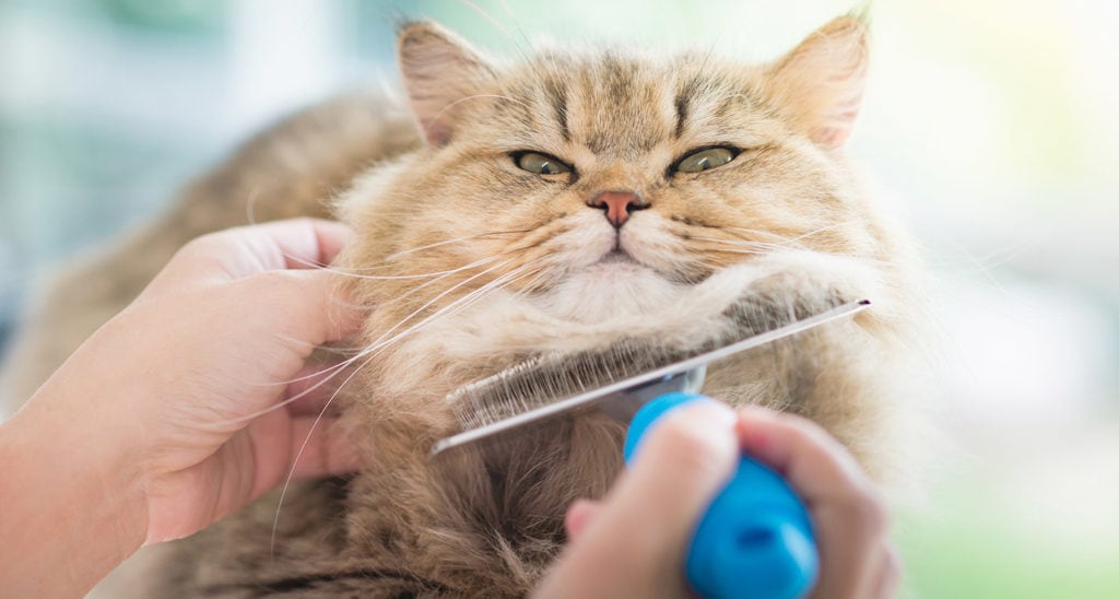 How to Groom an Old Cat