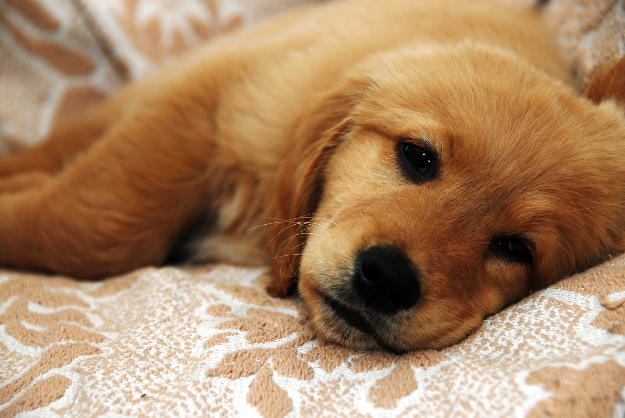 Golden retriever puppy sick with diarrhea