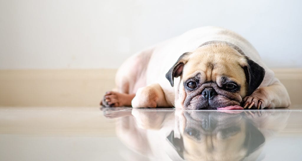 can pain cause nausea in dogs