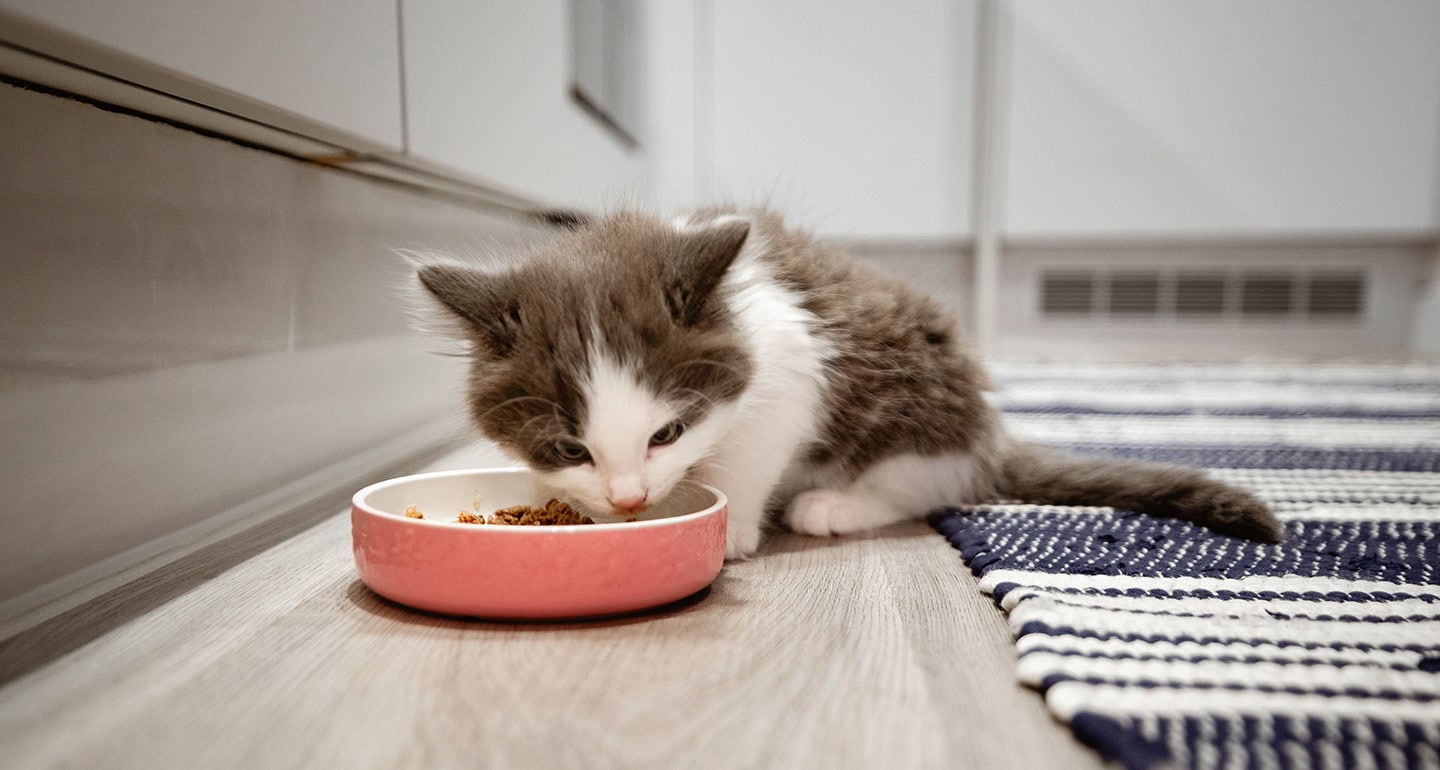 How Much To Feed A Kitten Kitten Food Portions And Feeding Schedule Bechewy