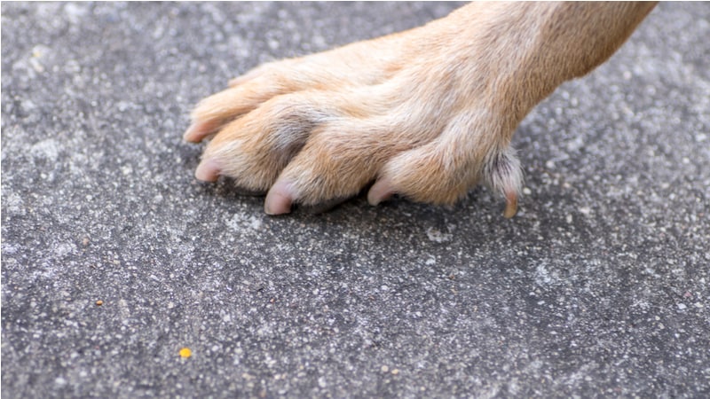 why do some dogs have five toes