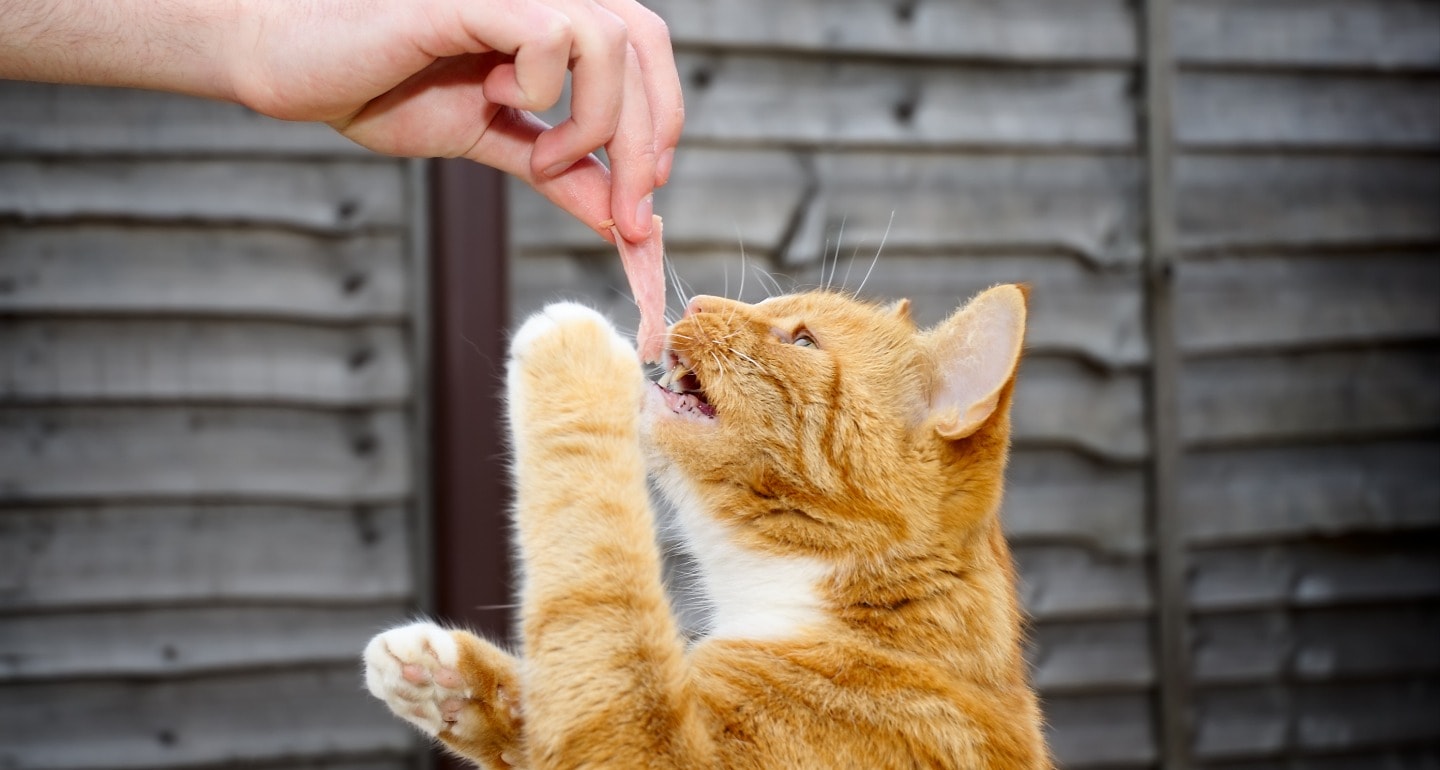 6 Superfoods For Cats (Yes, They Do Exist!) | BeChewy