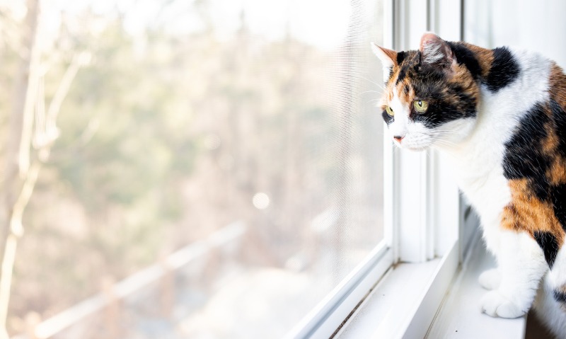 10 Reasons Cats Love Windows Bechewy