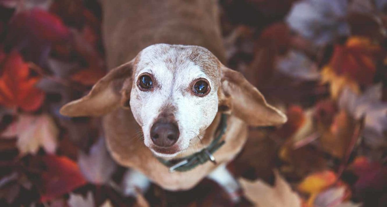 Why Is My Old Dog Whining For No Apparent Reason Bechewy