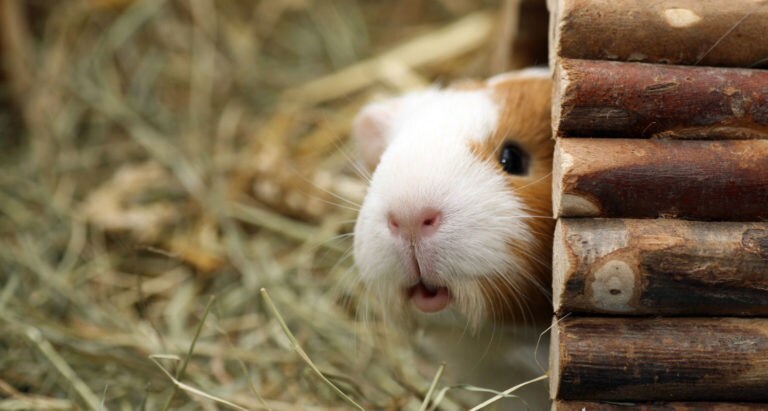 10 Common Guinea Pig Behaviors Explained Bechewy 10 Common Guinea Pig Behaviors Explained Bechewy