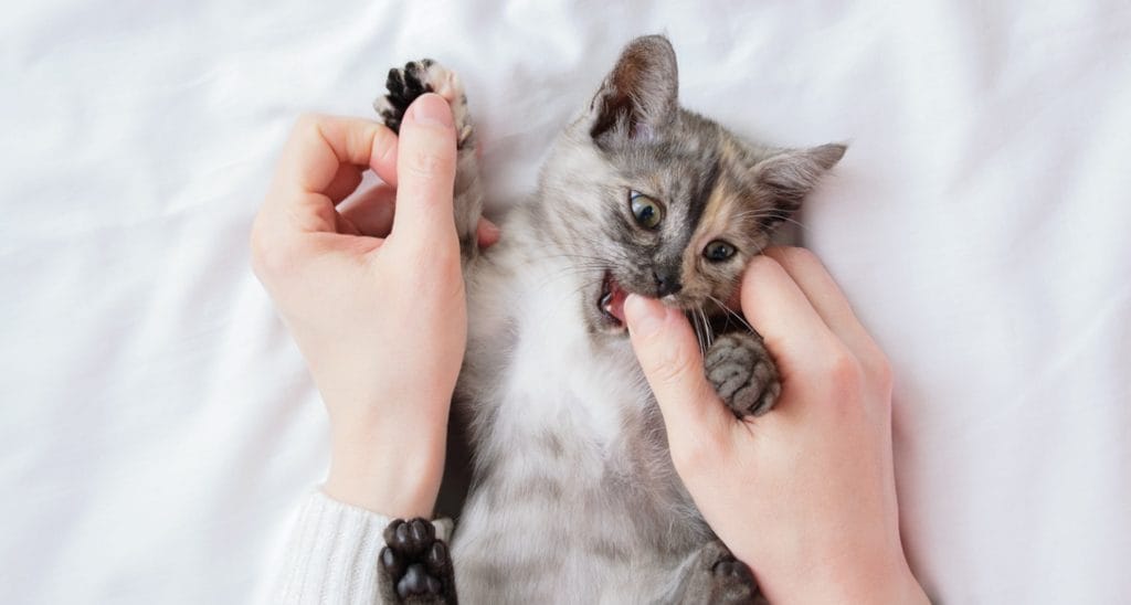 How to get your shop kitten to stop scratching you