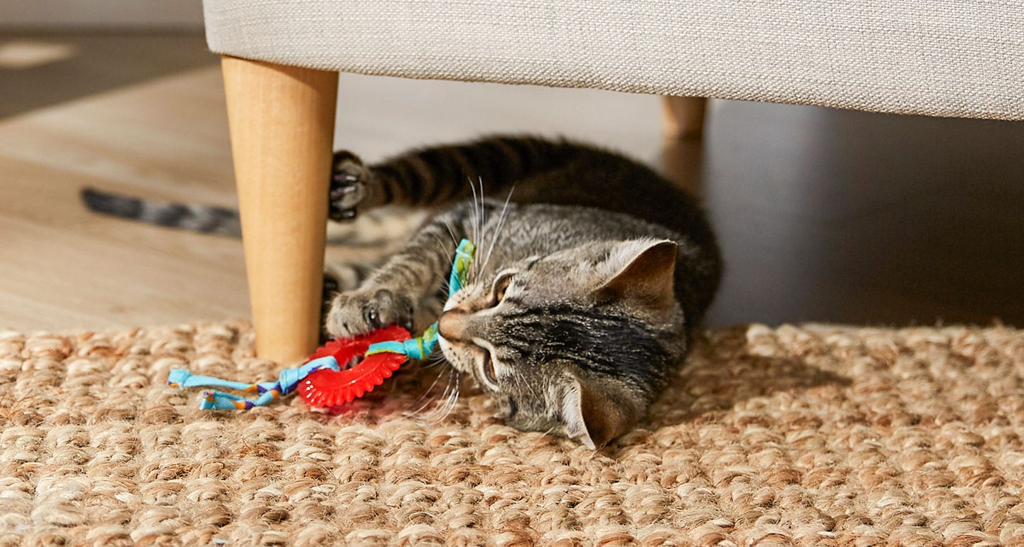 petsmart kitten teething toys