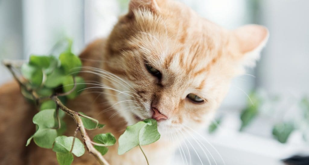 10 Herbs To Improve Your Cat S Health