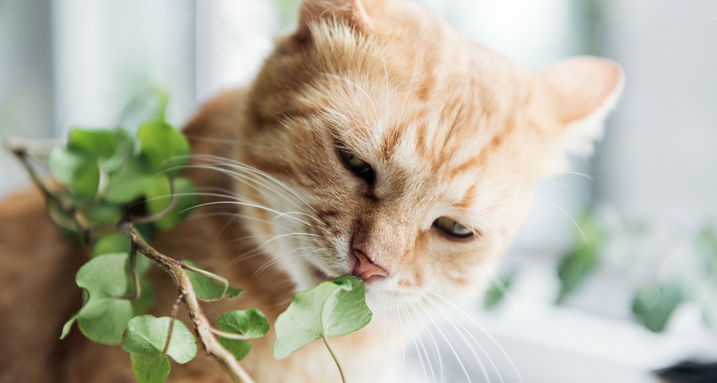 why do cats eat plants