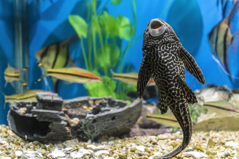 5 Great Bottom Dwelling Freshwater Aquarium Fish
