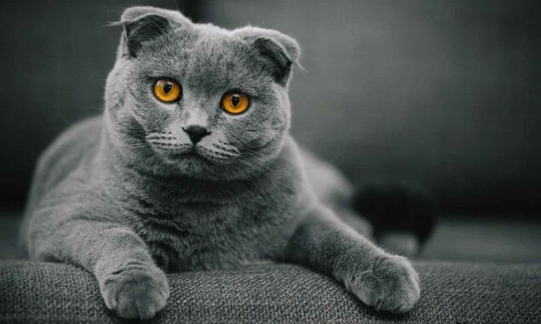 A gray cat sitting on a sofa