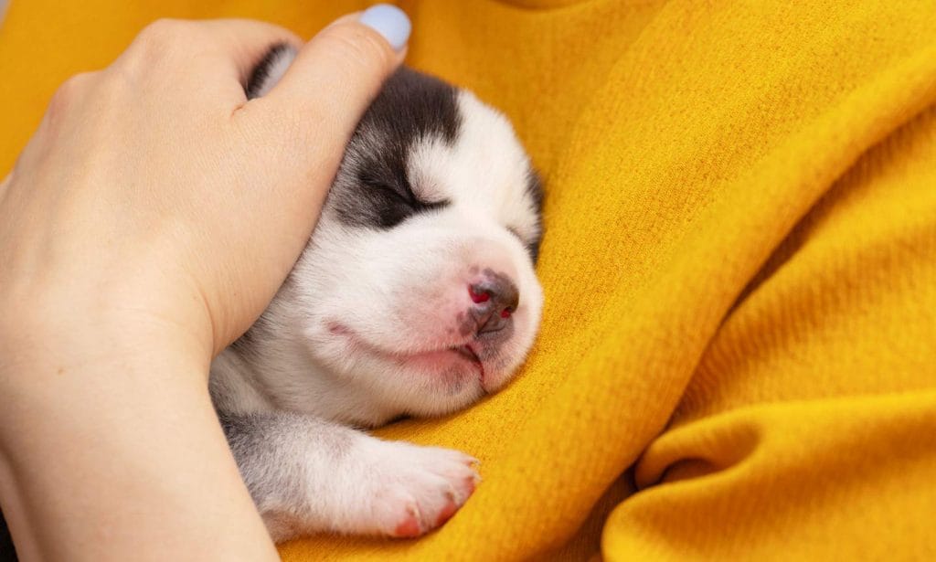 do 8 week old puppies sleep through the night