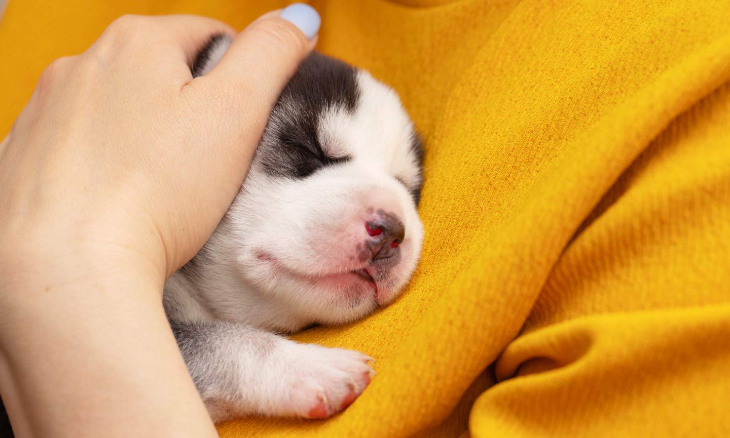 How Much Sleep Do Puppies Need? - BeChewy