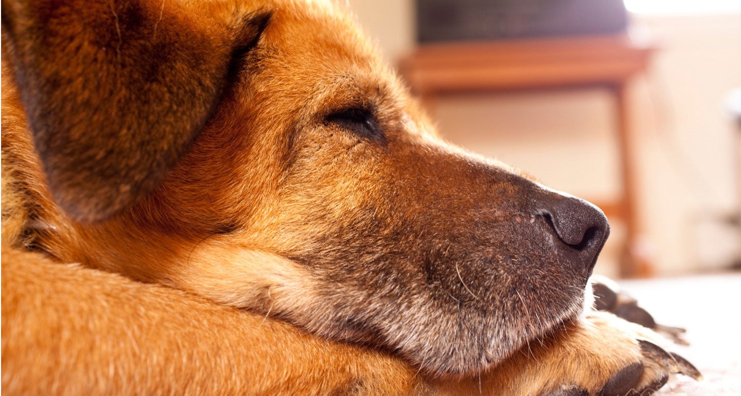 why dogs sleep after eating