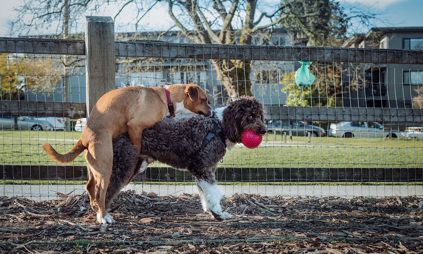 12 Solutions For Curbing The Craziness Of Your High Energy Dog