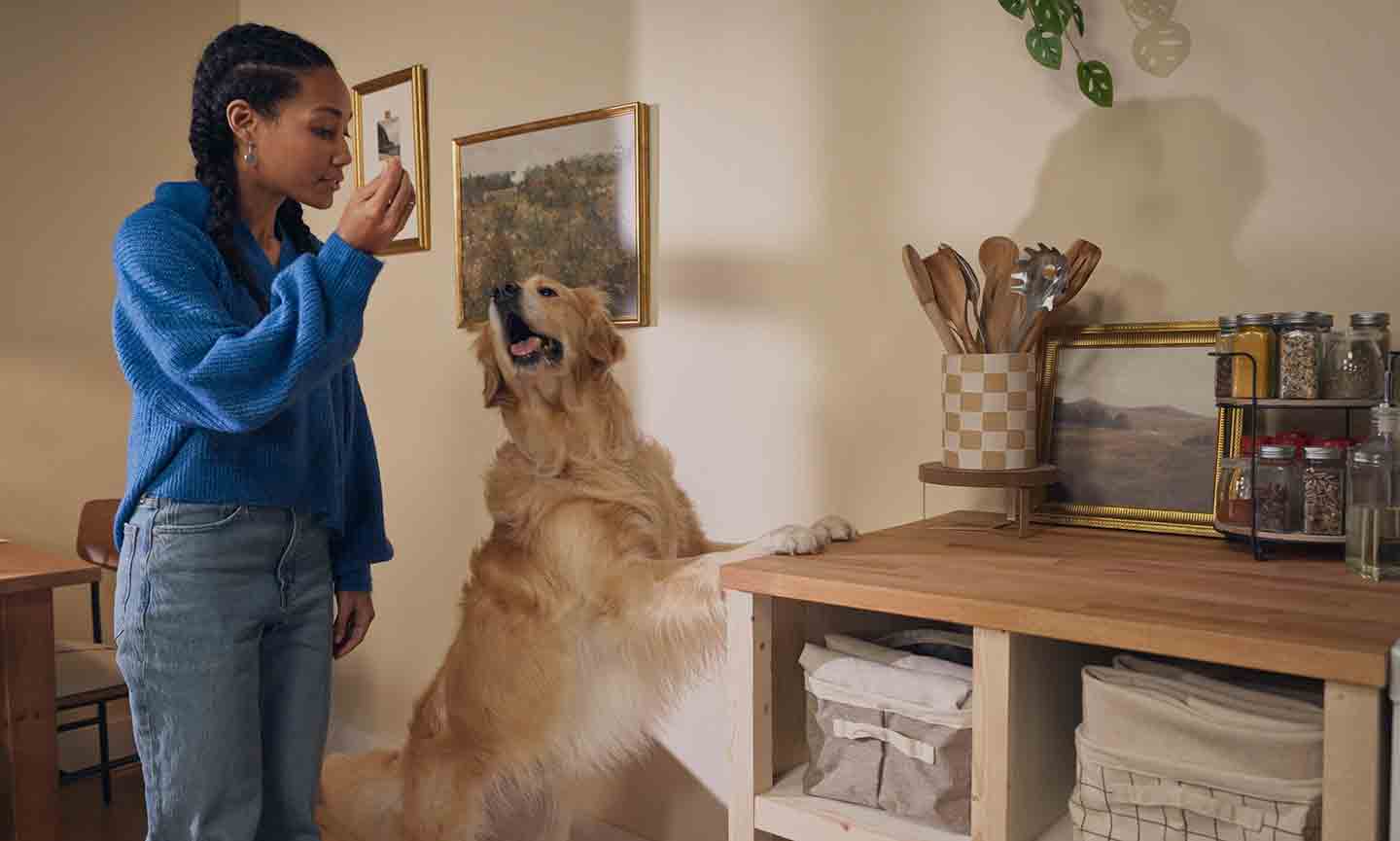 how to stop dogs jumping up on countertops