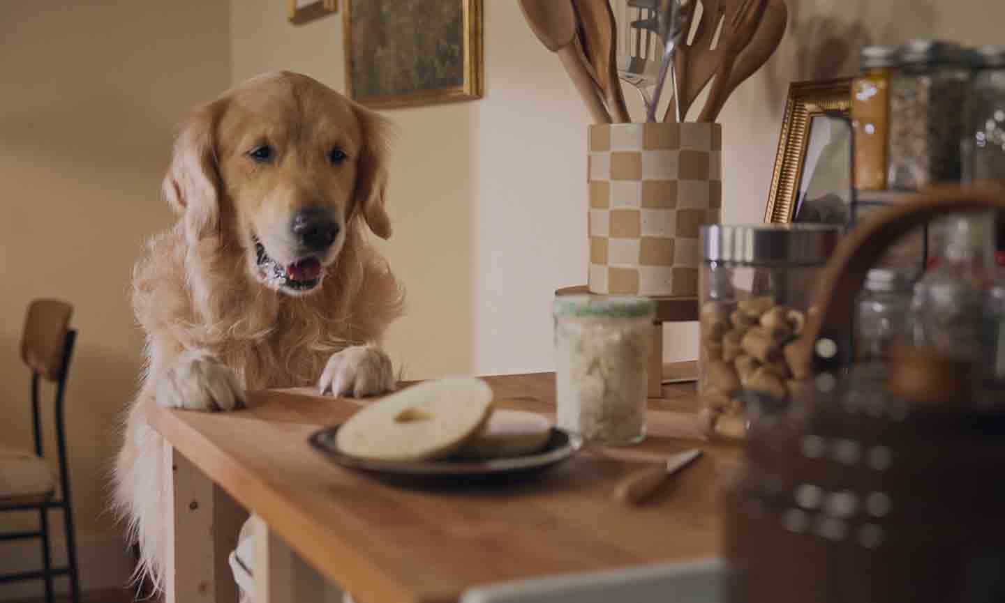 how to stop dogs jumping up on countertops