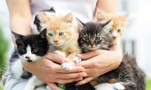 when to give kittens away