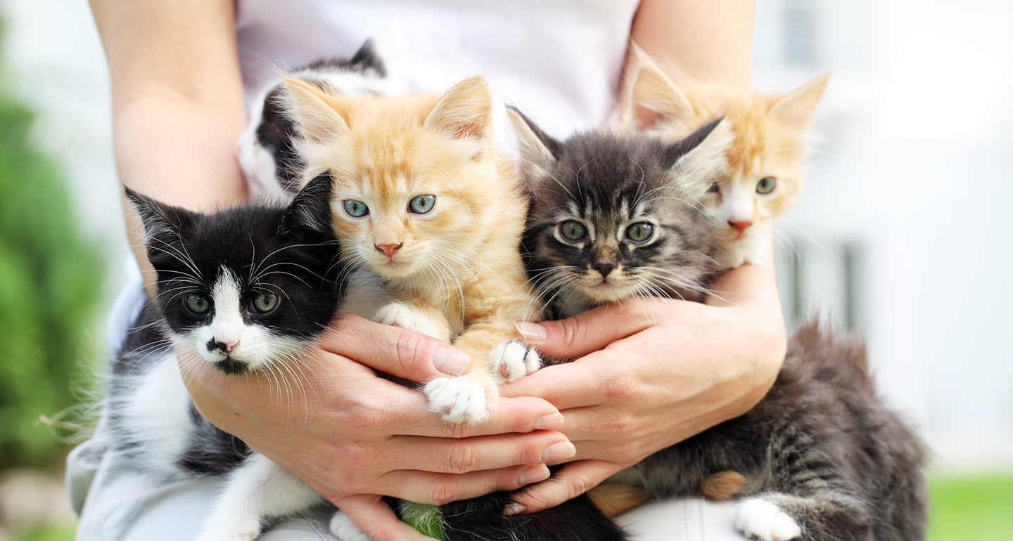 The Basics of Caring for Foster Kittens