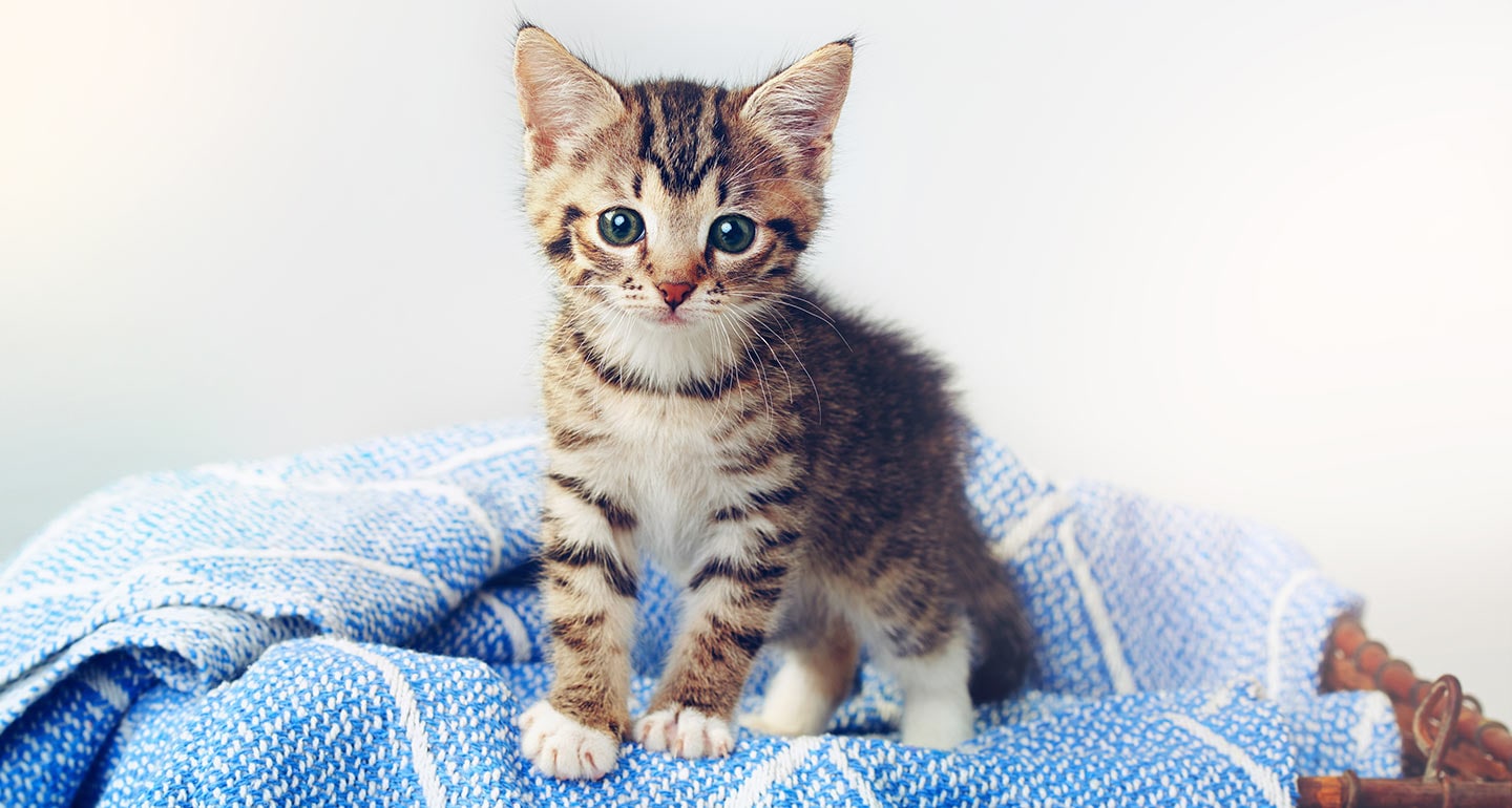 Feed baby kittens lost hotsell their mother