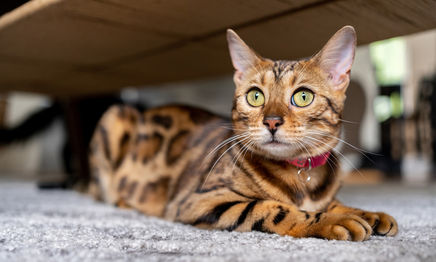 Are Bengal Cats Prone To Certain Behavior Issues? | BeChewy